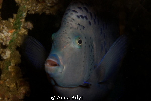 Yellow-band angelfish by Anna Bilyk 